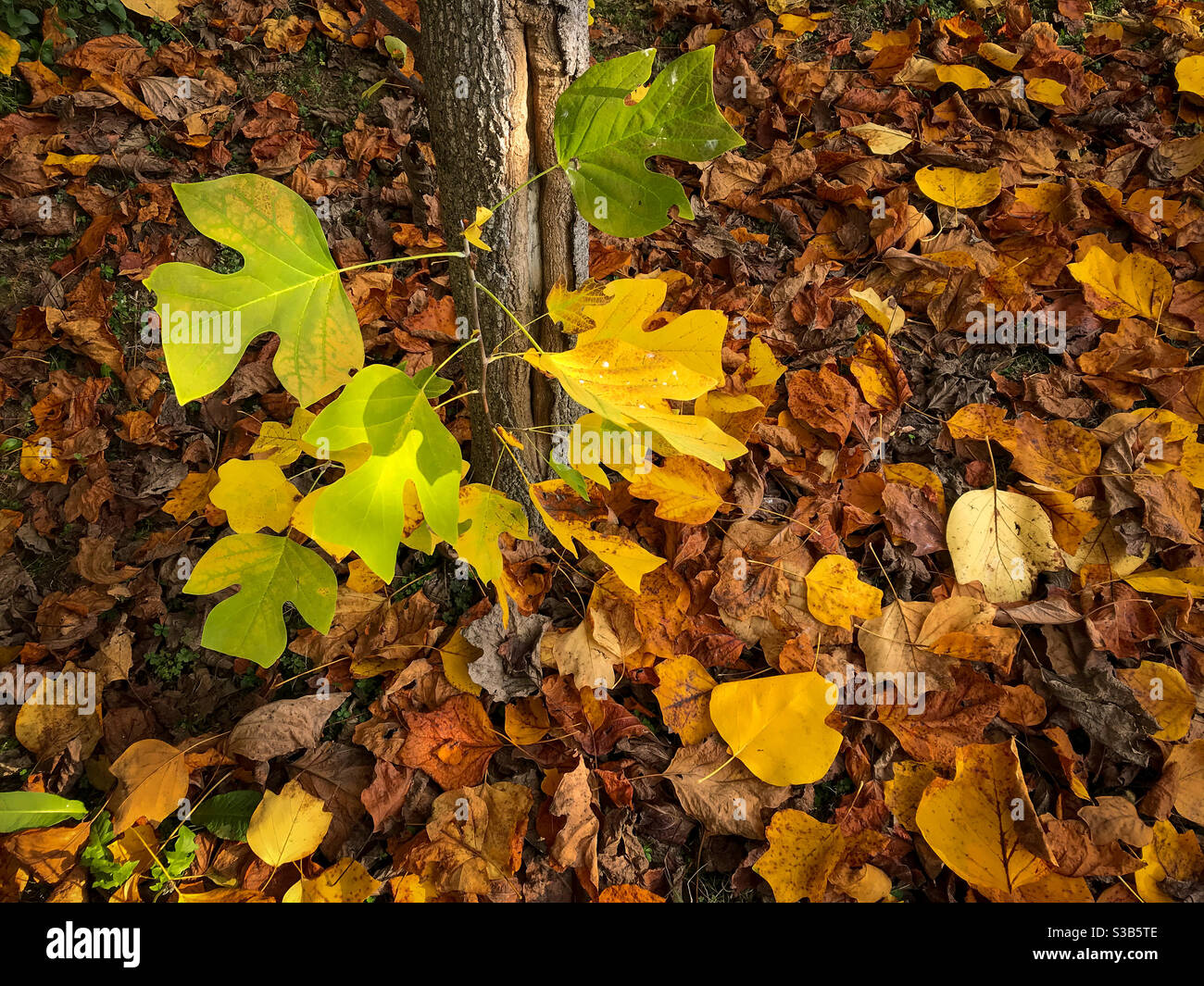 Teppich si trocken gefallene Blätter im Herbst unter Tulpenbaum Stamm mit Zweigen mit grünen und gelben Blättern Stockfoto