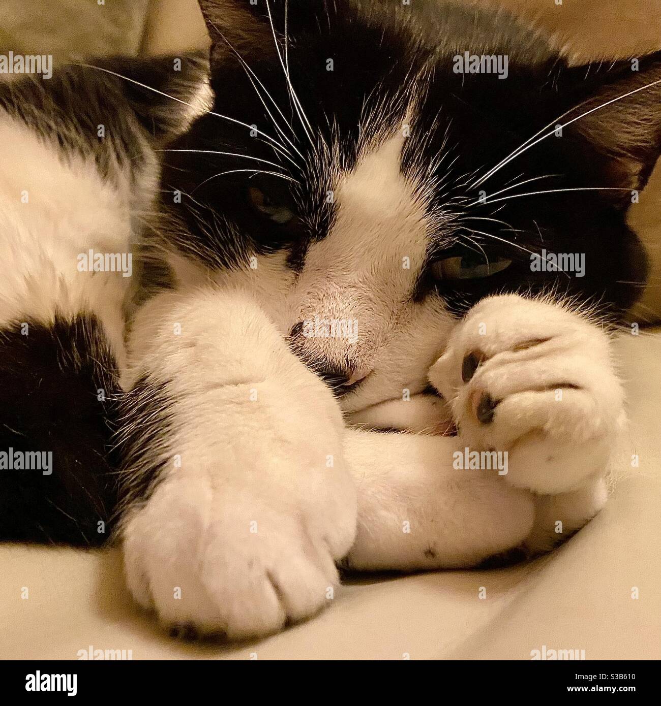 Felix schlafende Katze Stockfoto