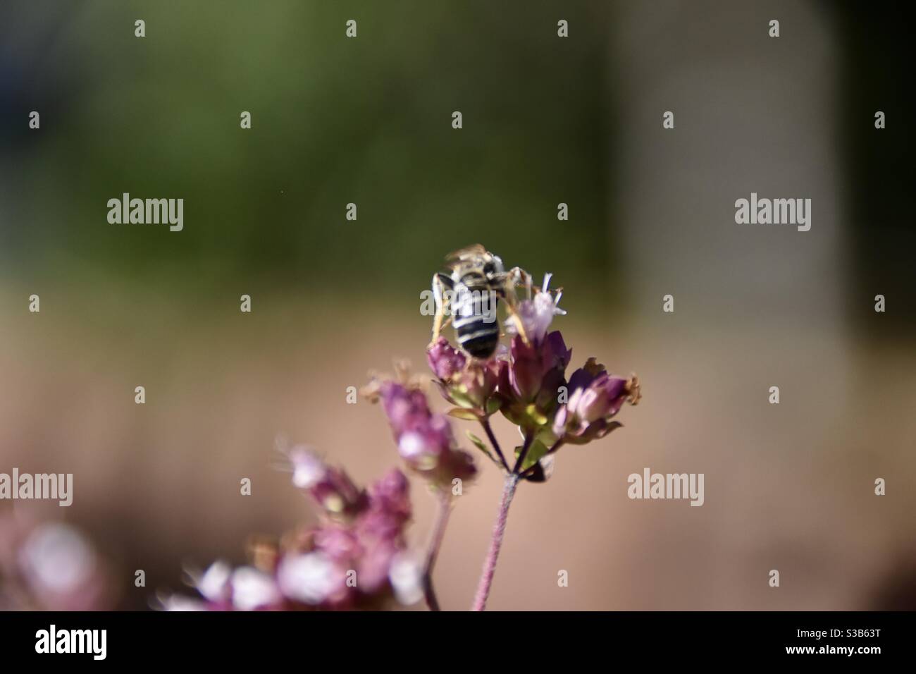 Wilde Biene auf einer Blüte Stockfoto