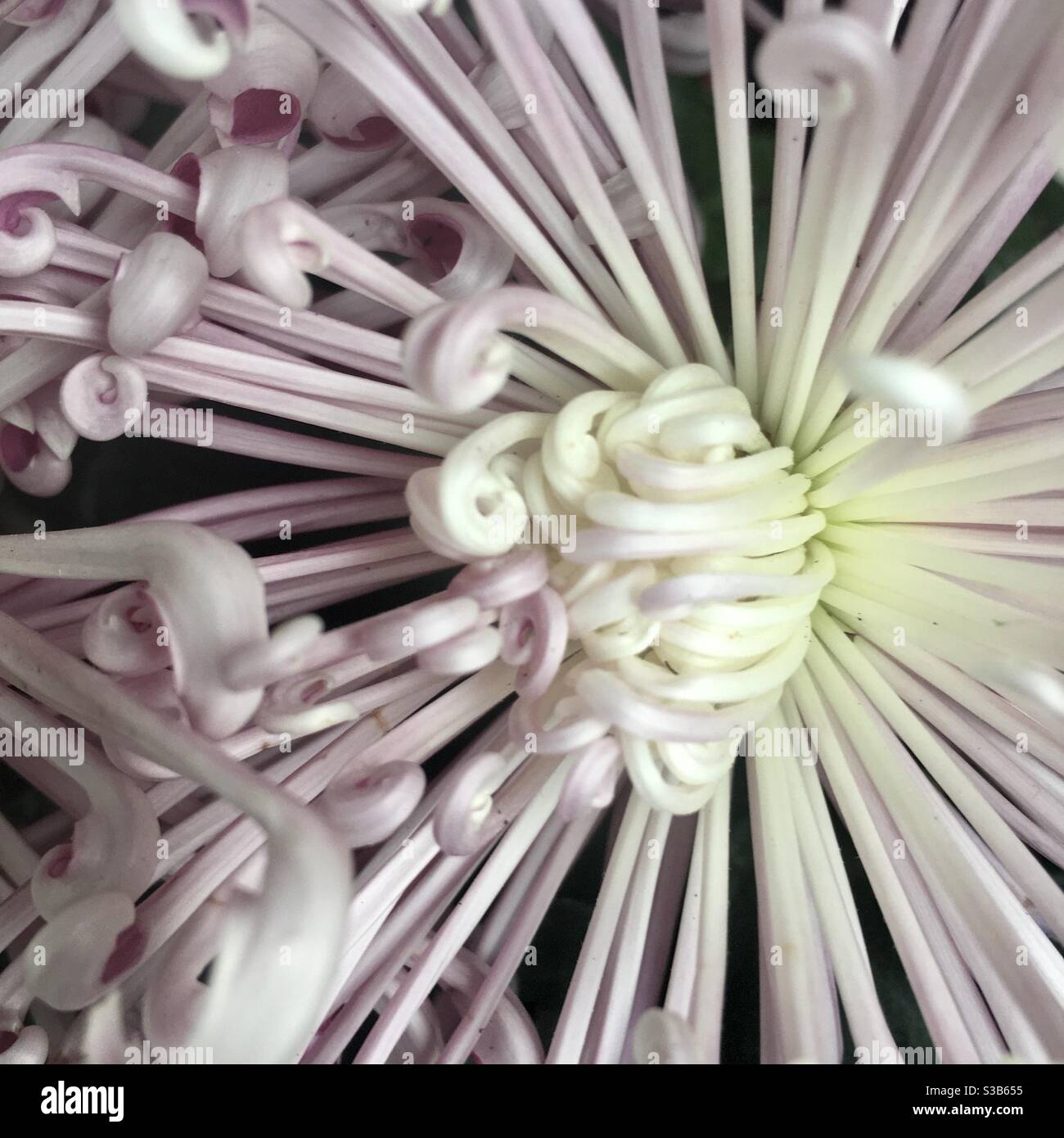 Spinne-Chrysantheme Stockfoto
