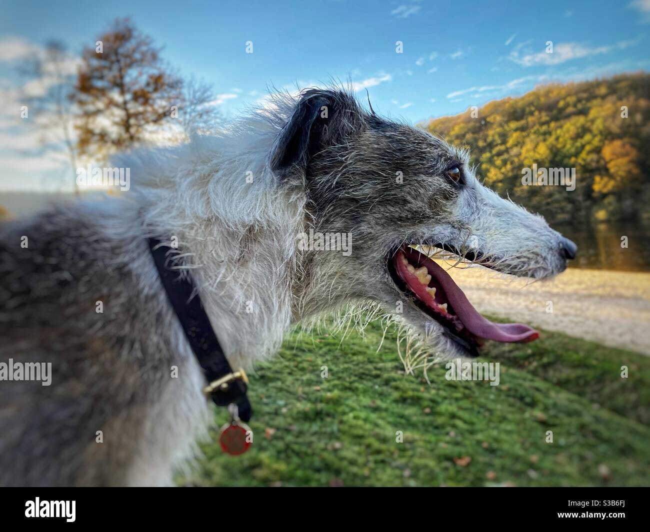 Lurcher Hund Stockfoto