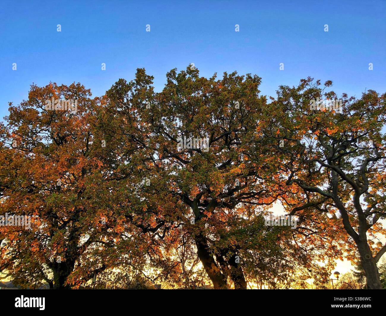 Herbsteichen Stockfoto