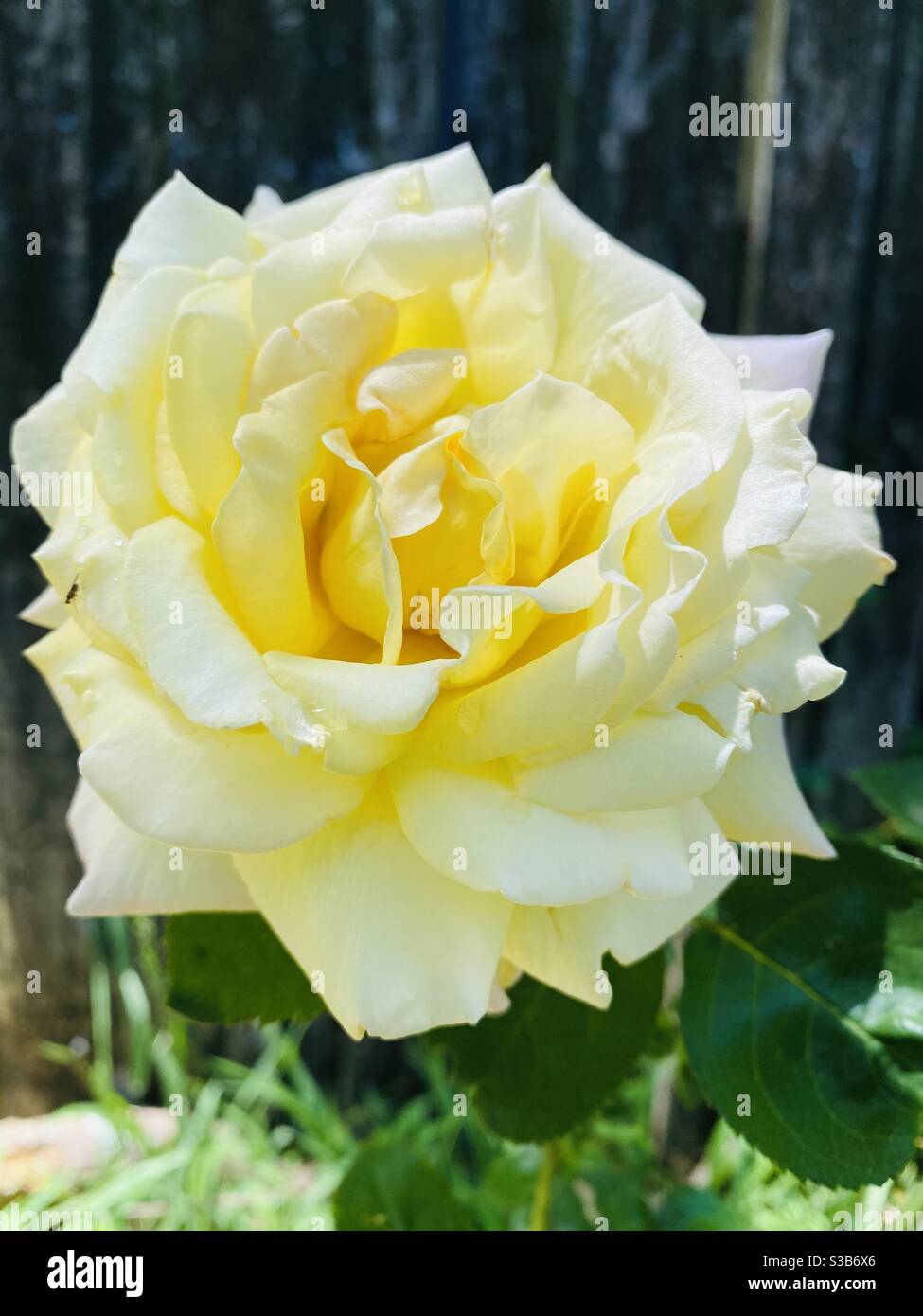 Gelbe Rose blüht im australischen Frühling. Stockfoto