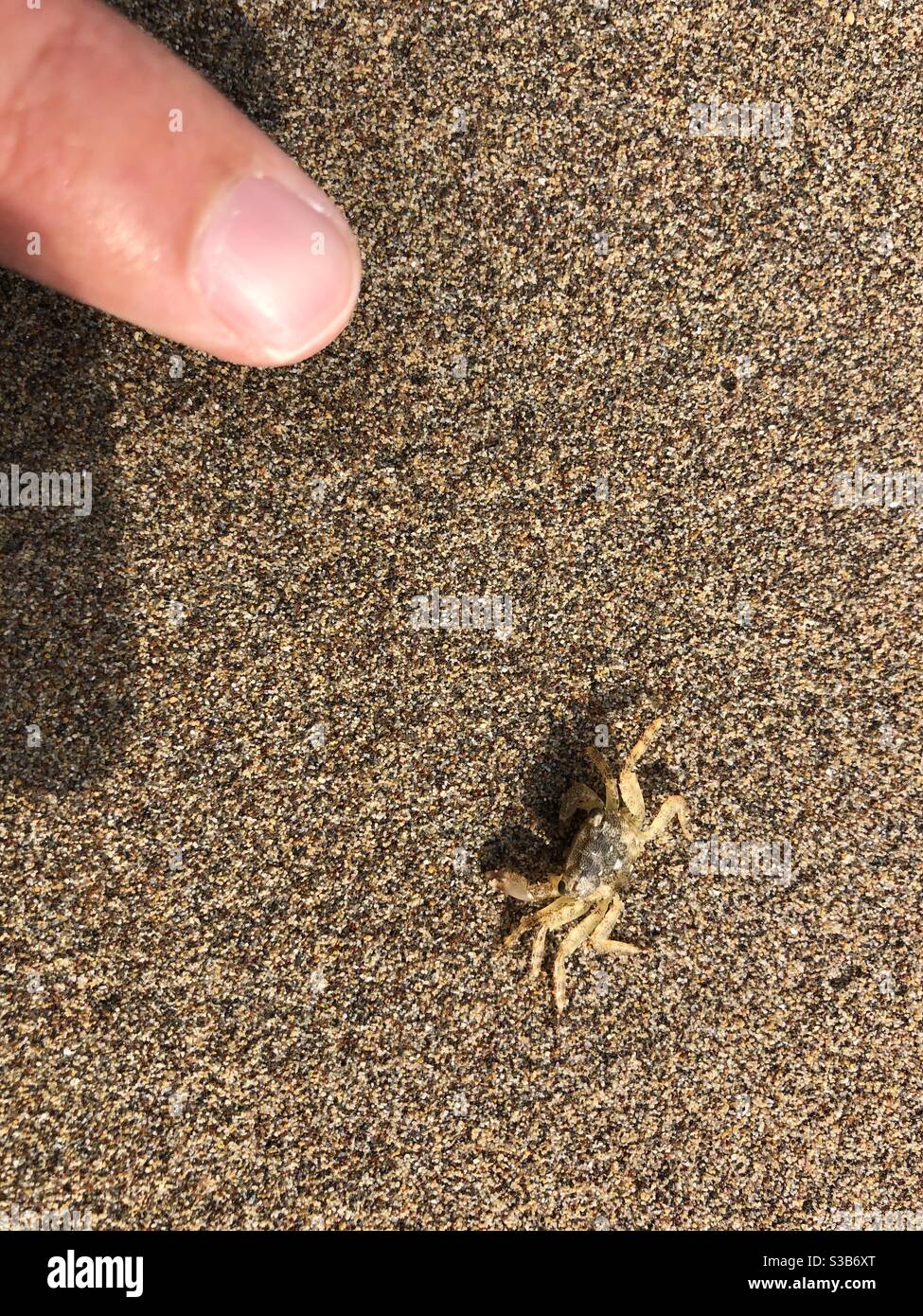 Winzige Babykrabbe am Sandstrand - Smartphone-aufgenommenes Stockfoto