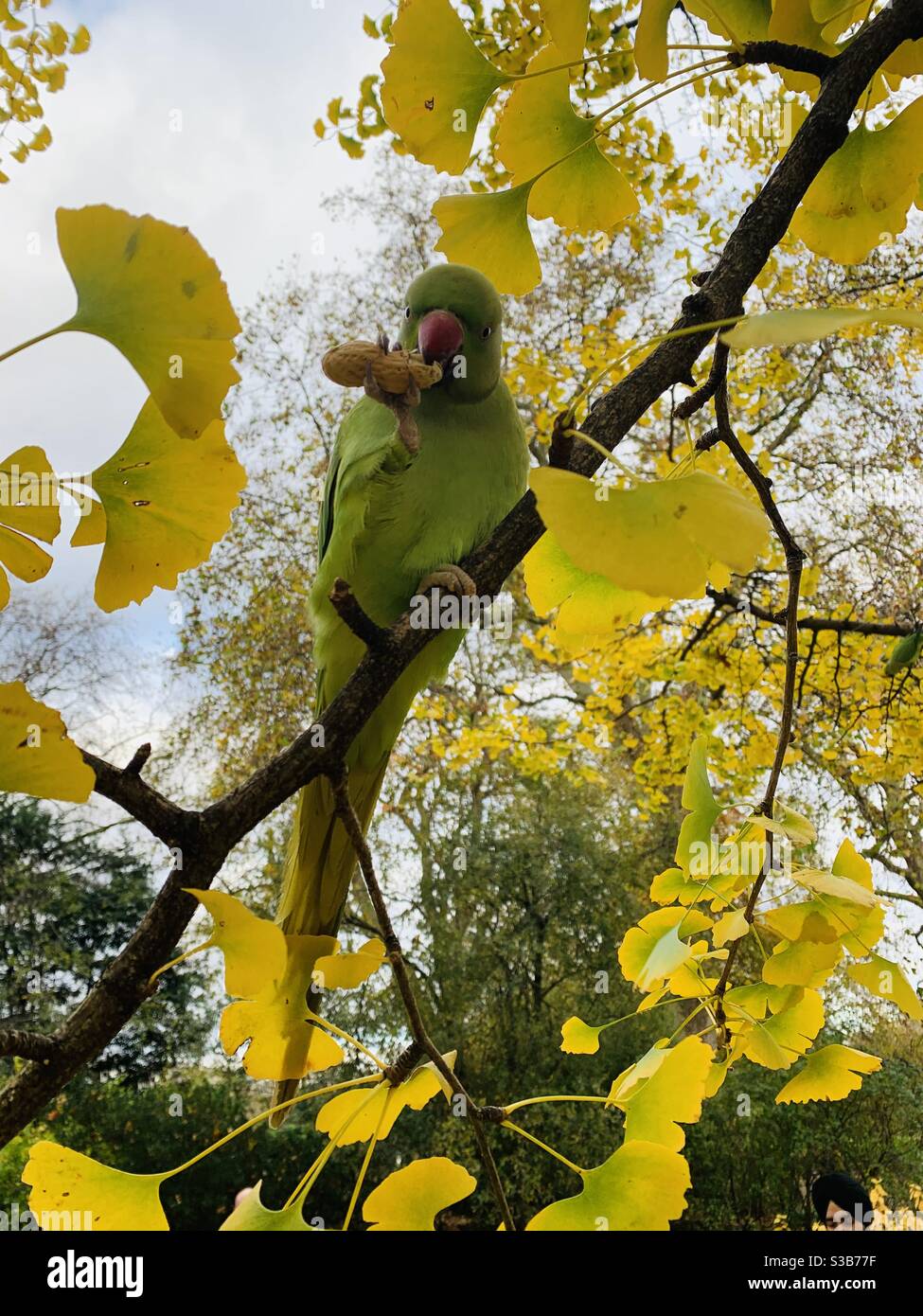 Sittich im Ginkgo Baum im James Park - Smartphone-aufgenommenes Stockfoto