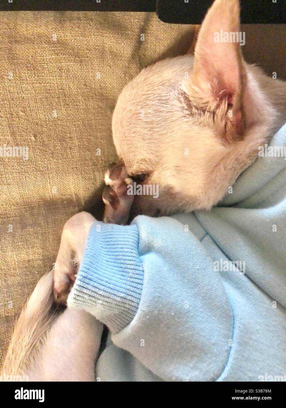 Verschlafene Chihuahua versteckt sich vor der Welt Stockfoto