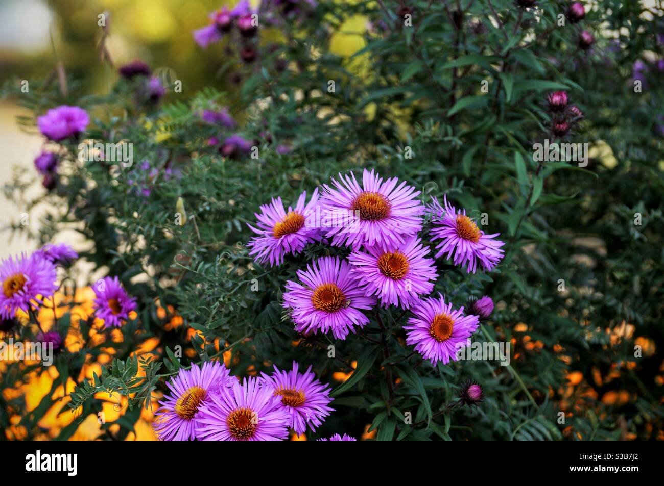 Wachsende Blumensträuße von schönen herbstlichen lila Blüten - Smartphone-aufgenommenes Stockfoto