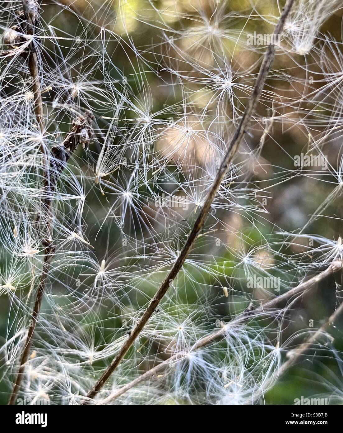 Flauschige weiße Salzbürste blüht im Wind. Stockfoto