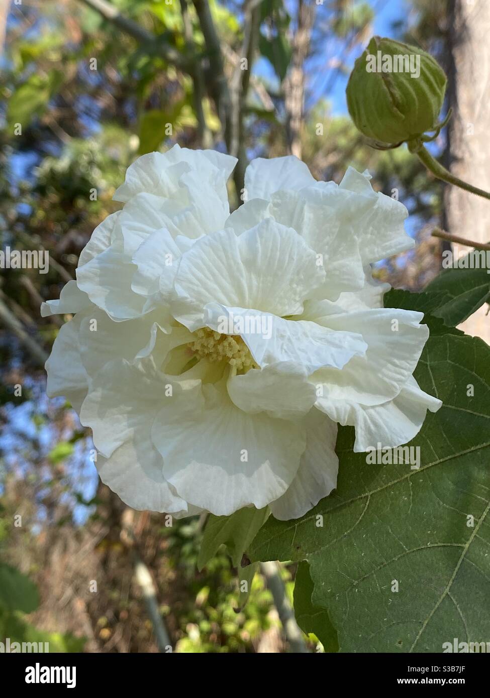 Große weiße Hibiskusblüte mit ungeöffneter Knospe Stockfoto