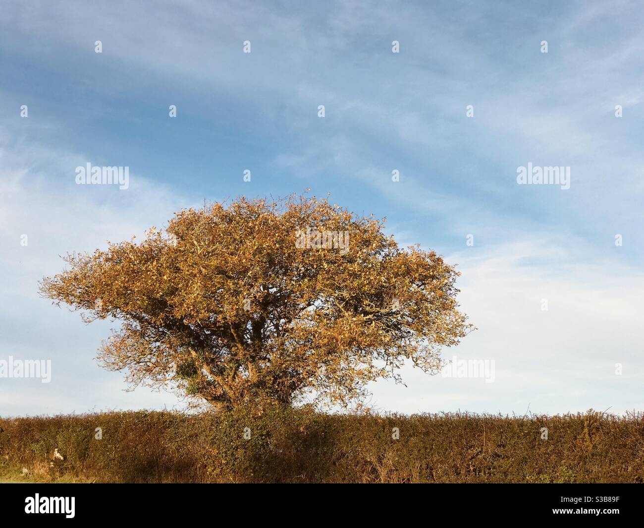 Einzelbaum in herbstlicher kornischer Hecke - Smartphone-aufgenommenes Stockfoto