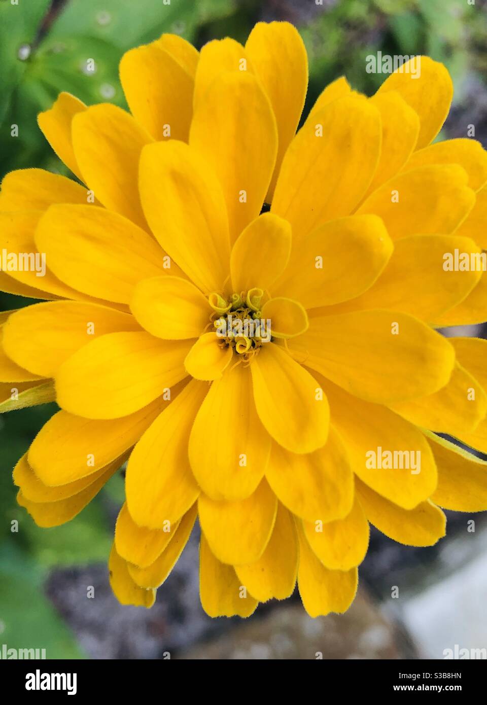 Nahaufnahme von gelbe Blume Stockfoto