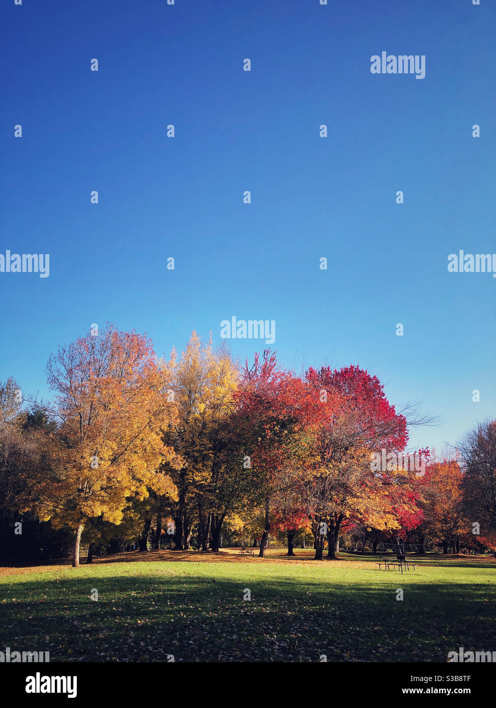 Blauer Himmel und goldene Bäume im Herbst Stockfoto