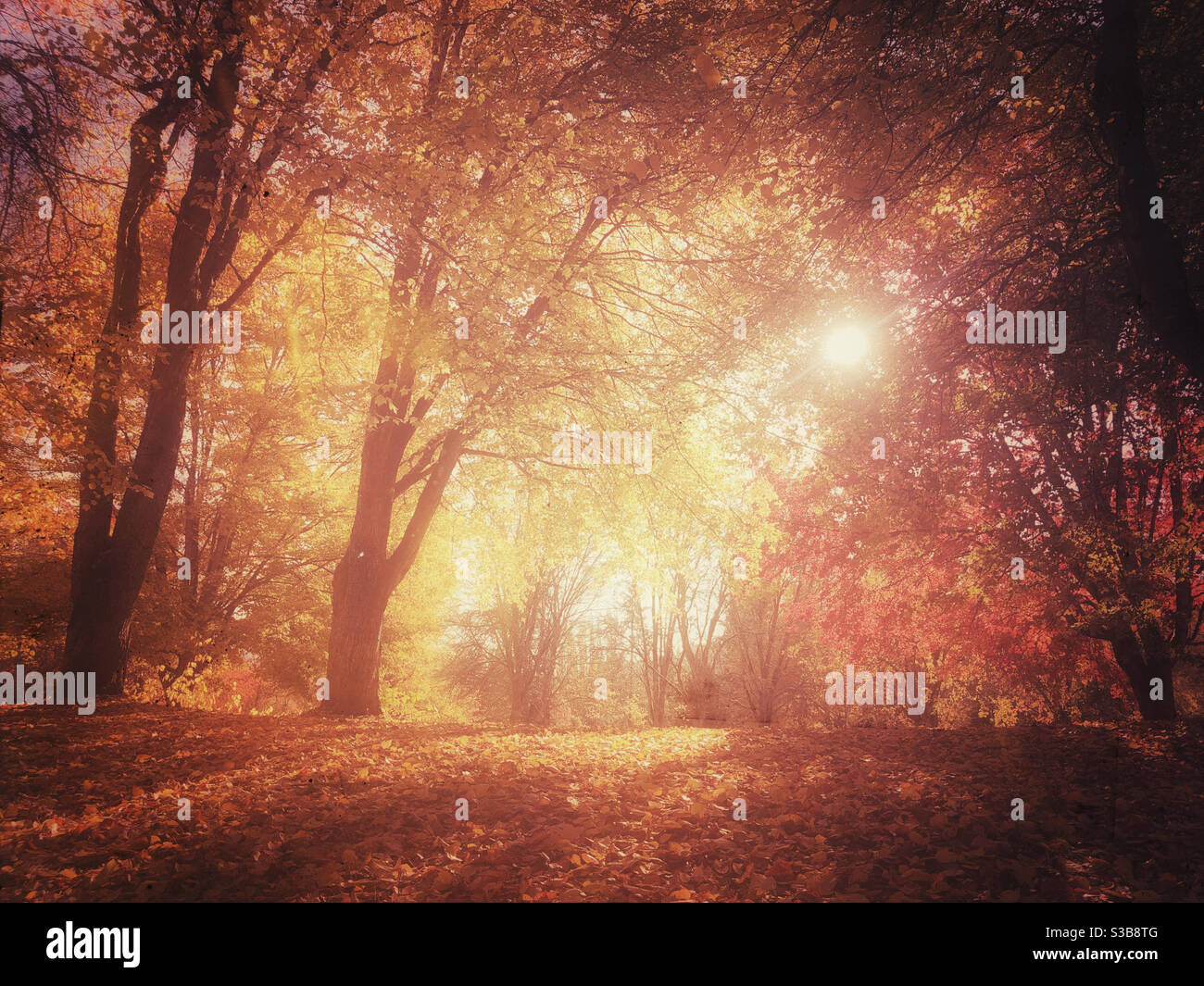 Goldenes Licht des Herbstes Stockfoto