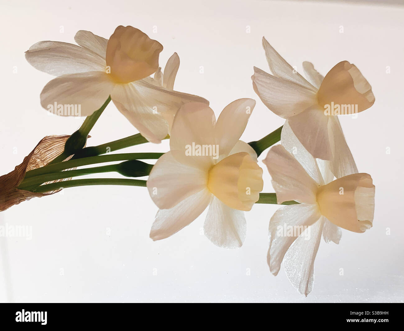 Blassgelbe Jonquils auf weißem hellen Hintergrund - Smartphone-aufgenommenes Stockfoto