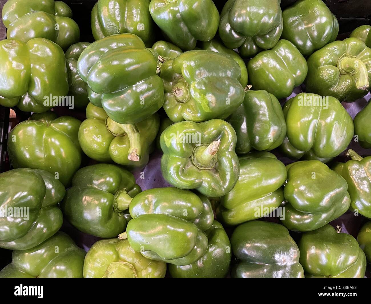 Grüne Paprika aus biologischem Anbau - Smartphone-aufgenommenes Stockfoto