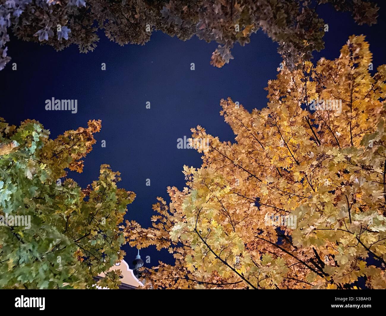 Herbstnachthimmel mit Bäumen in München. - Smartphone-aufgenommenes Stockfoto