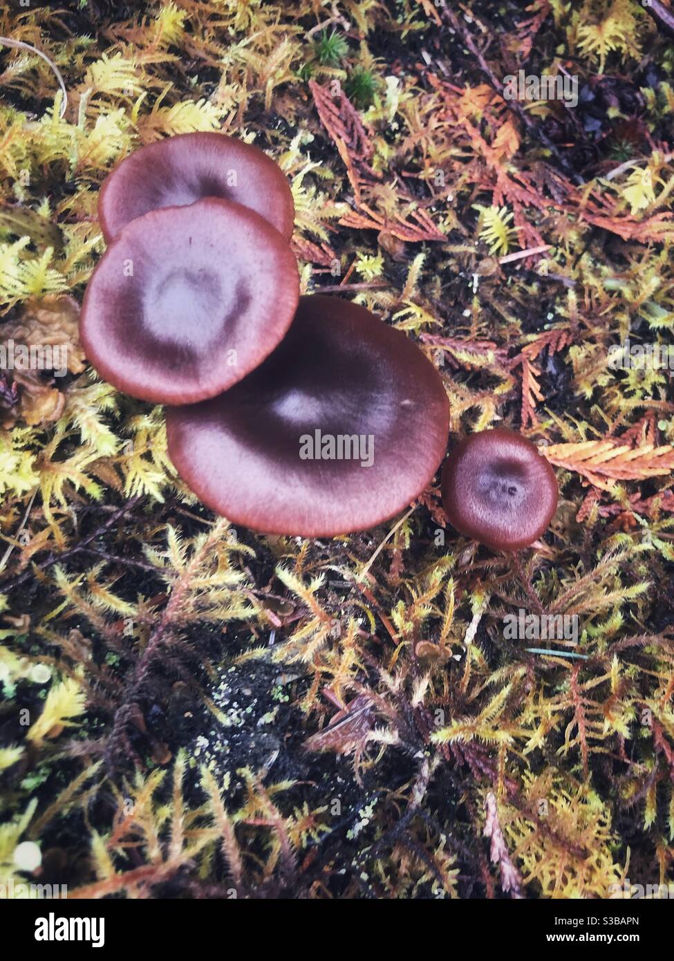Pilze nach dem Regen anbraten Stockfoto