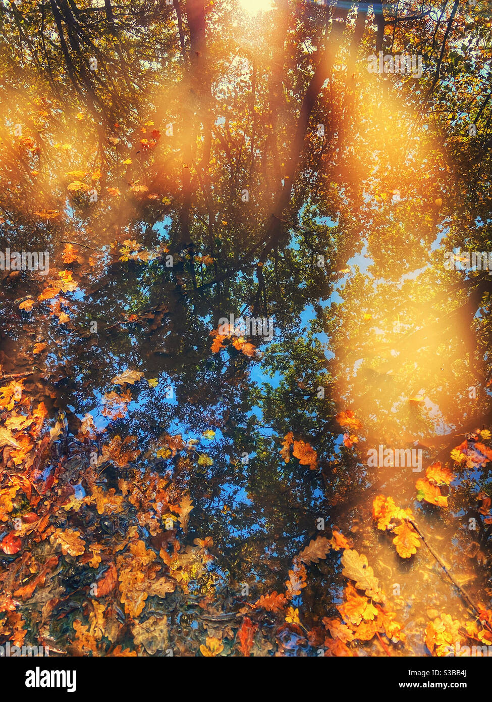Bäume und Lichtstrahlen, die im Wasserbecken mit reflektiert werden Herbstblätter schweben auf der Oberfläche Stockfoto