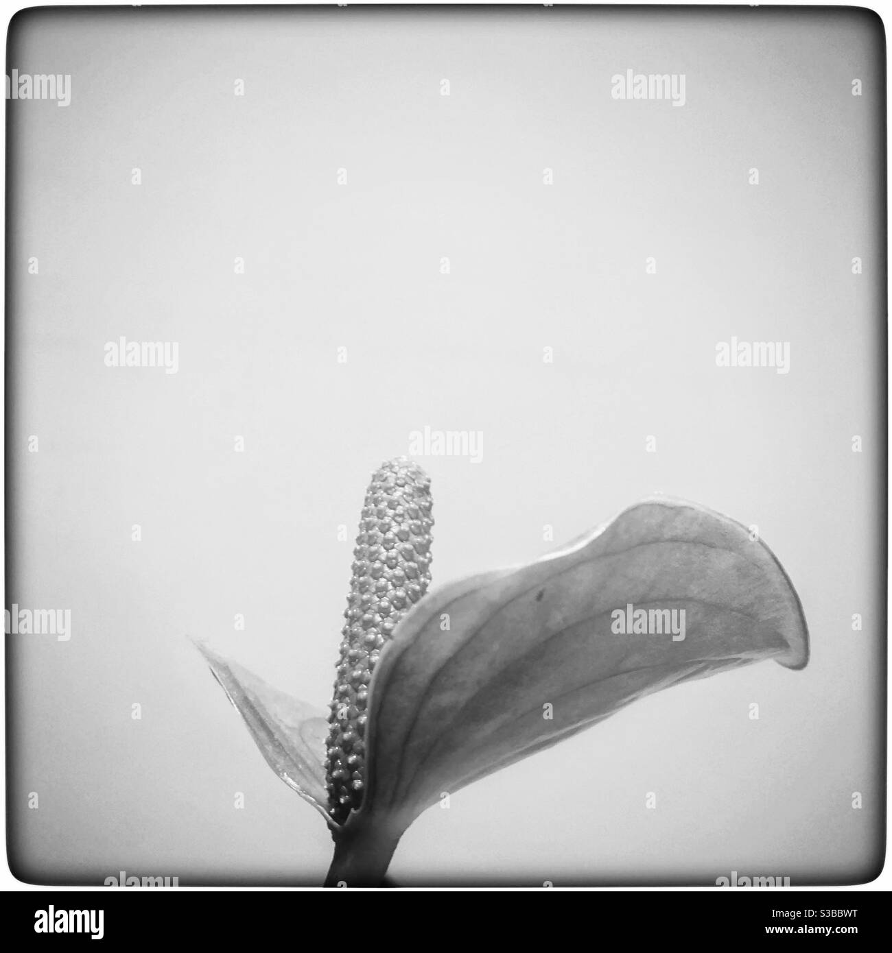 Künstlerische Nahaufnahme eines einzelnen Anthuriums mit schwarz-weißem Foto vor einem schlichten, gerahmten Hintergrund. Stockfoto