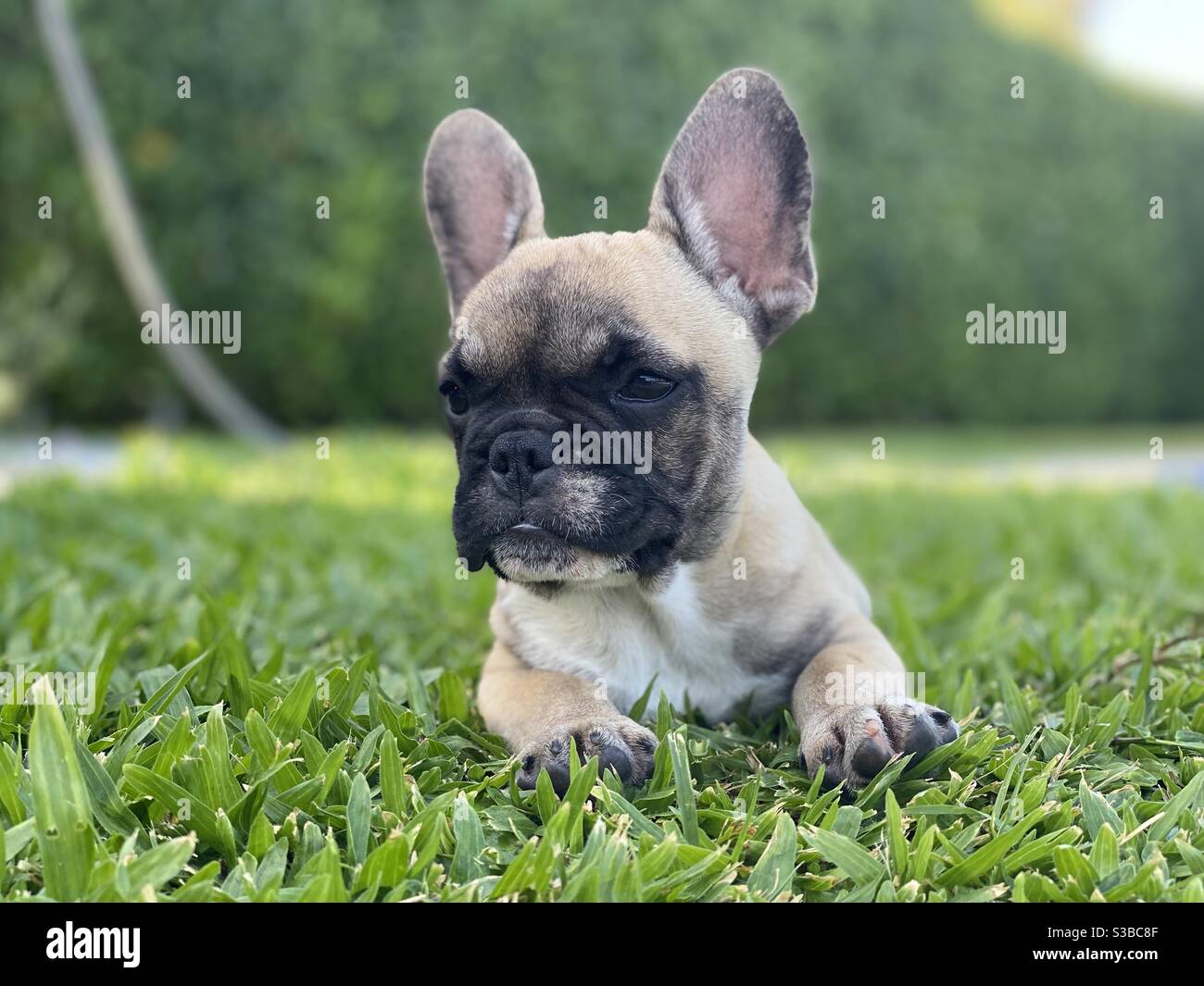 Französisch Bulldogs Welpen - Smartphone-aufgenommenes Stockfoto Französisch Bulldogs Welpen - Smartphone-aufgenommenes Stockfoto