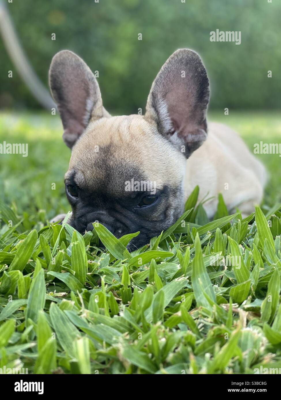 Versteckt Französisch Bulldogge Welpen - Smartphone-aufgenommenes Stockfoto