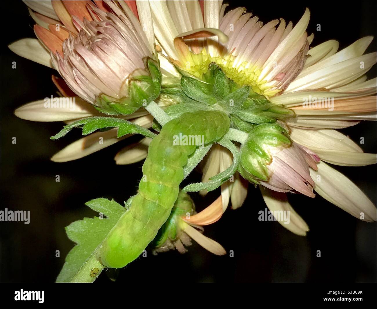 Ich fand diese große grüne Raupe, die meine Chrysantheme-Blume frisst. Denken Sie, es ist eine Angel Shades Raupe Stockfoto