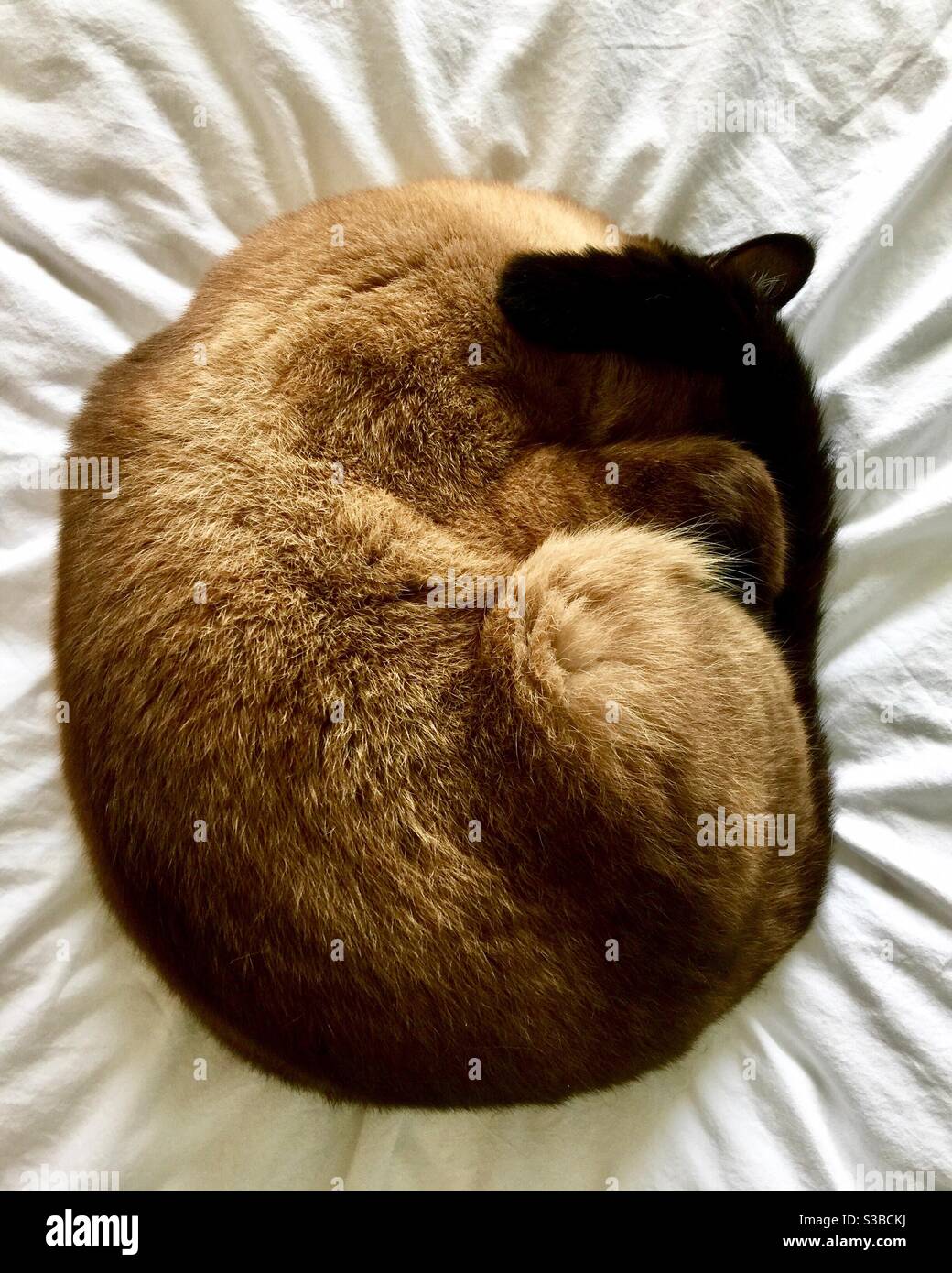 Eine traditionelle siamesische Katze schlafen zusammengeruckt auf dem Bett Stockfoto