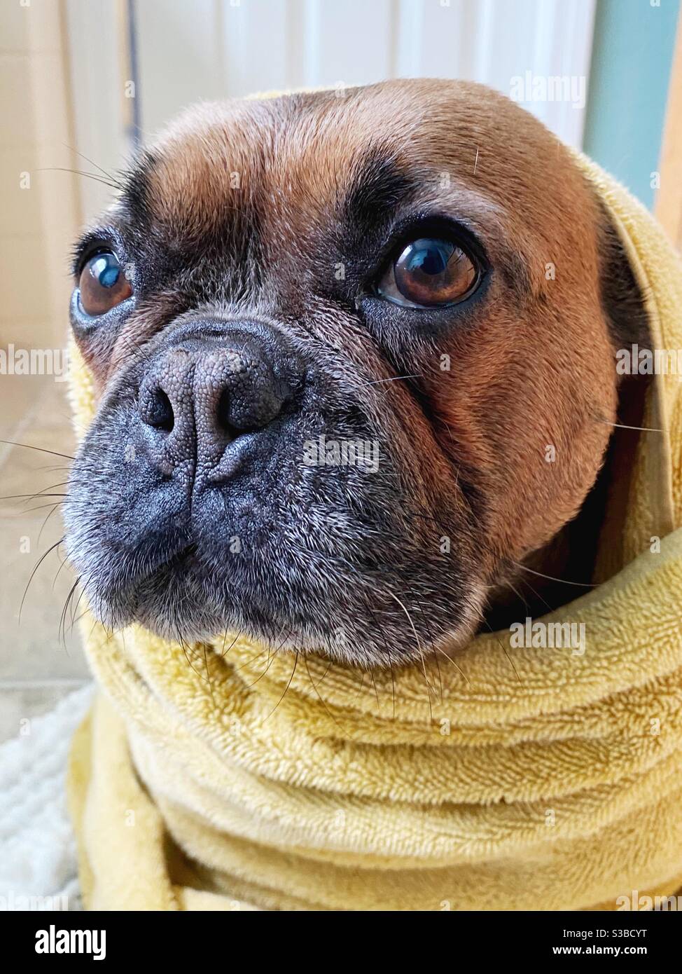 Eine französische Bulldogge, die nach einem Bad in ein Handtuch gehüllt wurde. Stockfoto