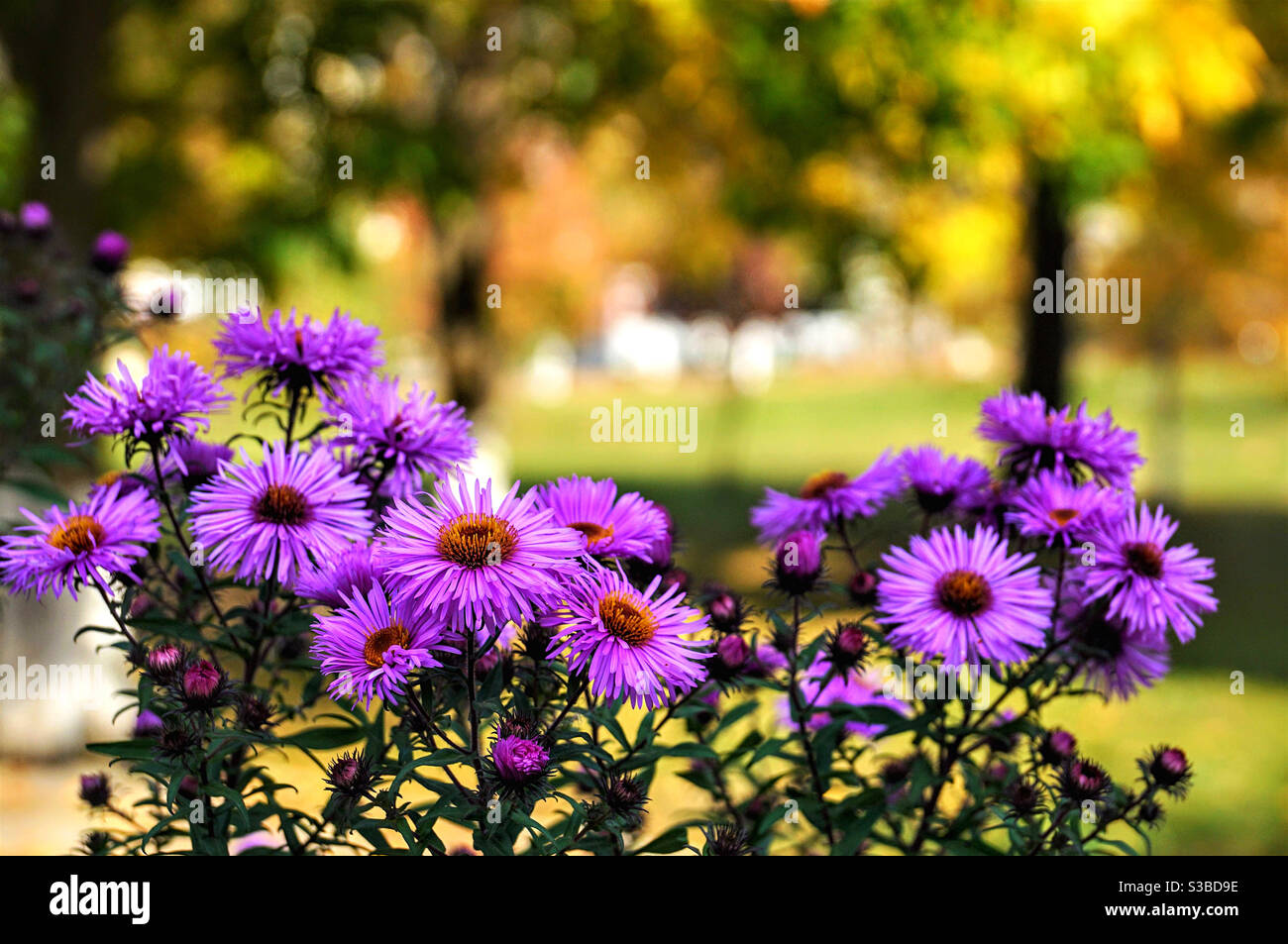 Linie magentafarbener Blüten im Vordergrund - Smartphone-aufgenommenes Stockfoto