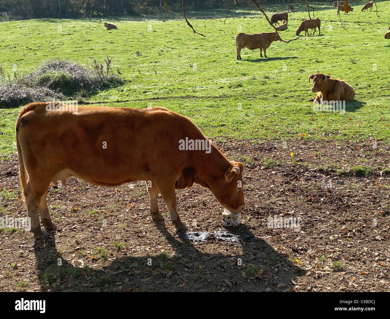 Französische Milchkuh leckt einen Salzblock Stockfoto