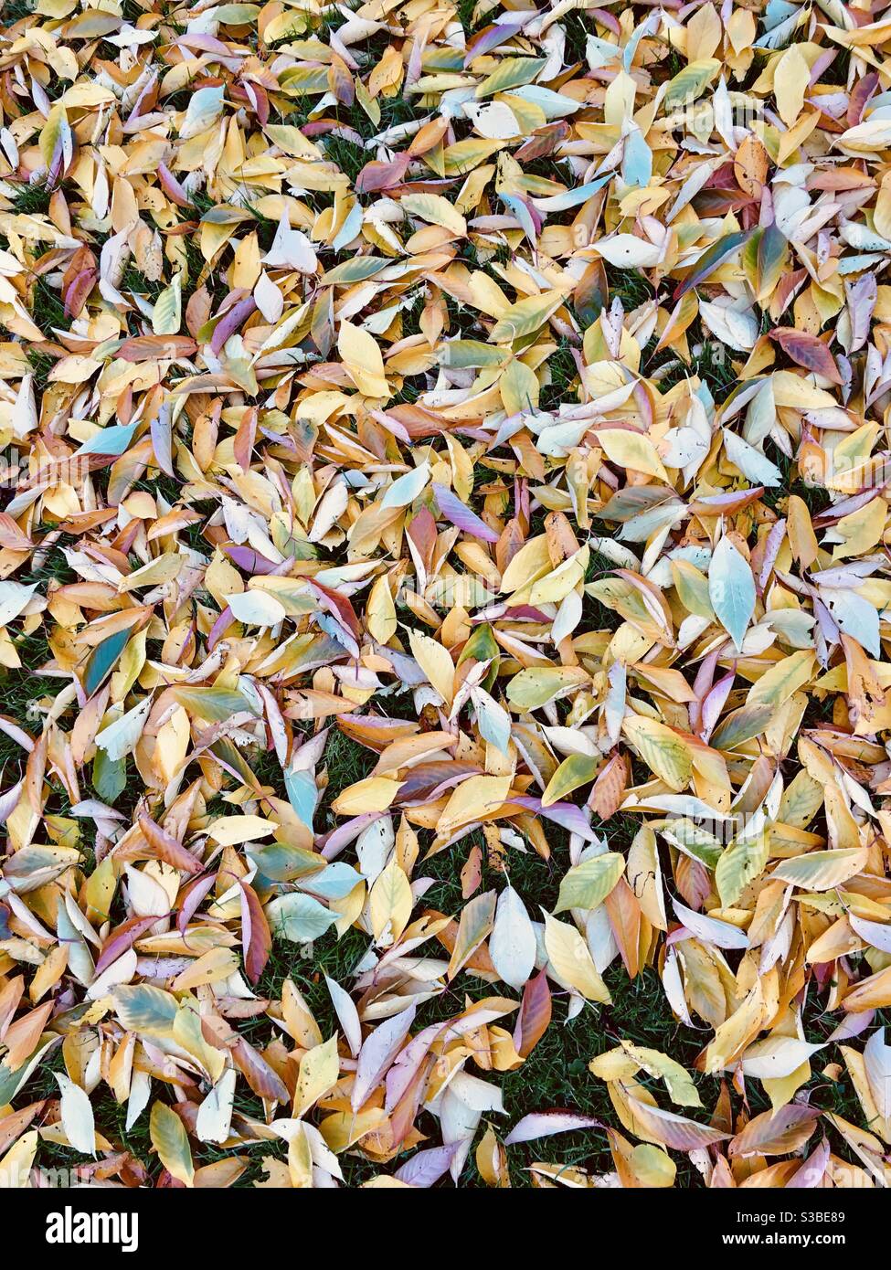 Hintergrund der herbstlichen Blätter Stockfoto