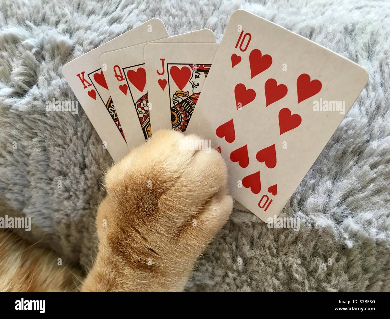 Katzen Pfote hält Spielkarten Stockfoto