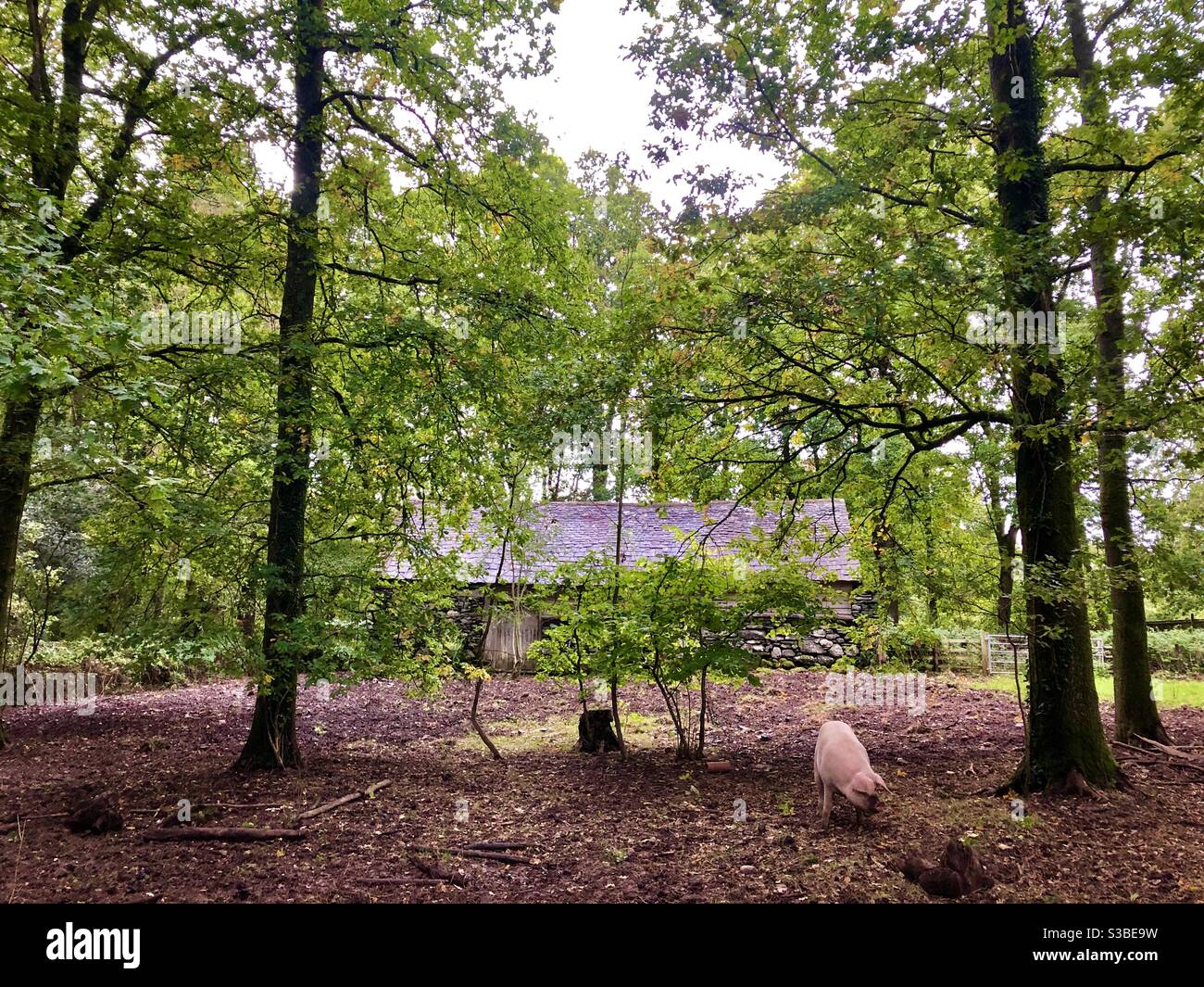 Schwein essen Eicheln in einem Schweinestall unter Eichen, St Fagans Museum of Welsh Life, South Wales, September. - Smartphone-aufgenommenes Stockfoto