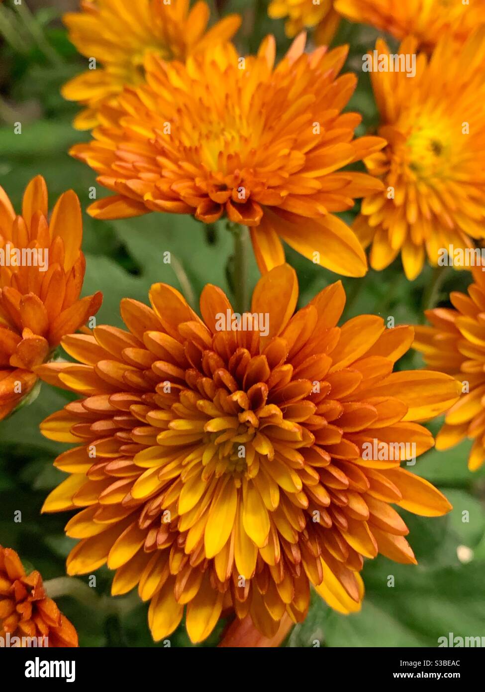 Orangefarbene Chrysanthemen Stockfoto