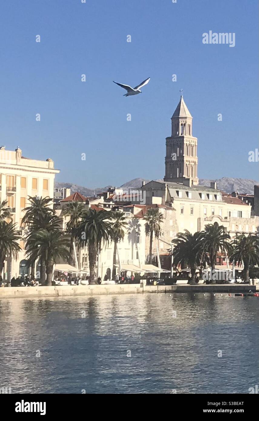 Eine Möwe, die vor der Kathedrale von St. Domnius im Hafen von Split, Kroatien, fliegt - Smartphone-aufgenommenes Stockfoto