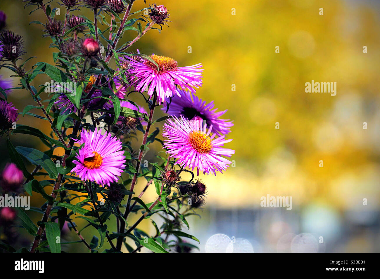 Drei lila leuchtende Herbstblumen im Vordergrund - Smartphone-aufgenommenes Stockfoto