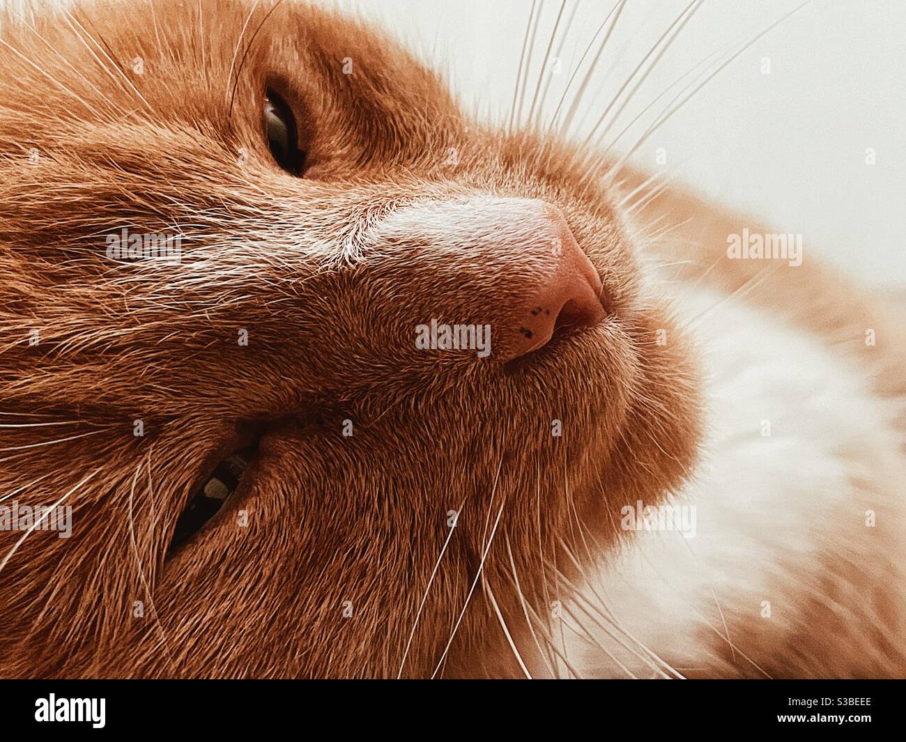 Portrait Ingwer Katze Stockfoto