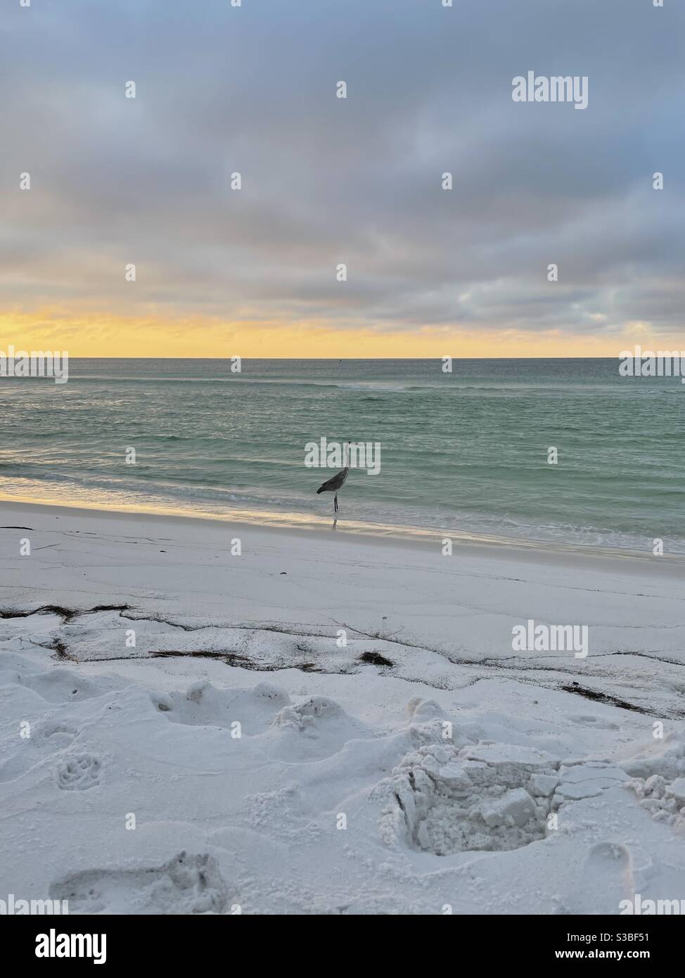 Sonnenaufgang auf weißem Sand Florida Strand mit einem großen blauen reiher, der am Ufer steht - Smartphone-aufgenommenes Stockfoto