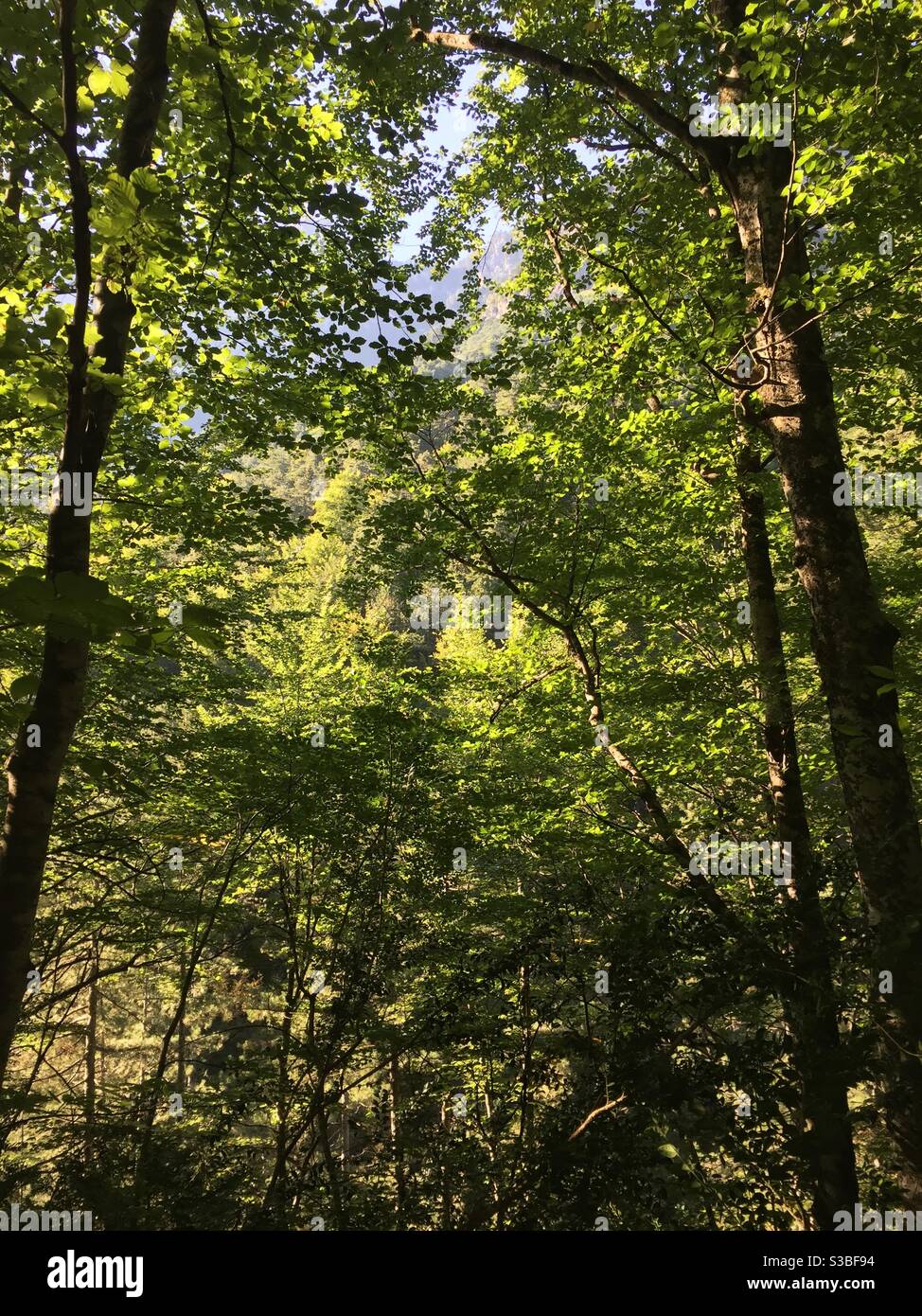 Lebendige Naturbäume im alten Klosterweg unter dem Olymp. Stockfoto