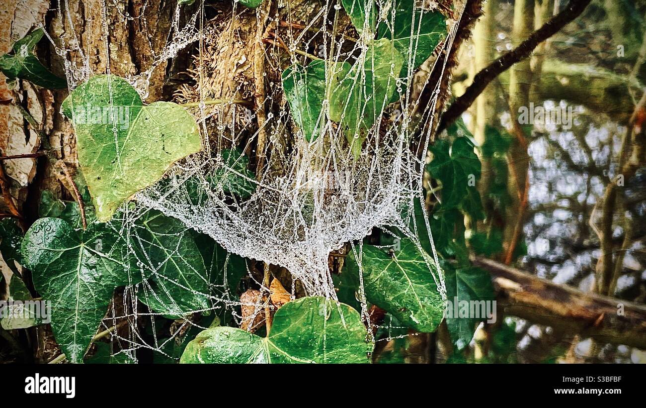 Frostigen Spinnennetz - Smartphone-aufgenommenes Stockfoto