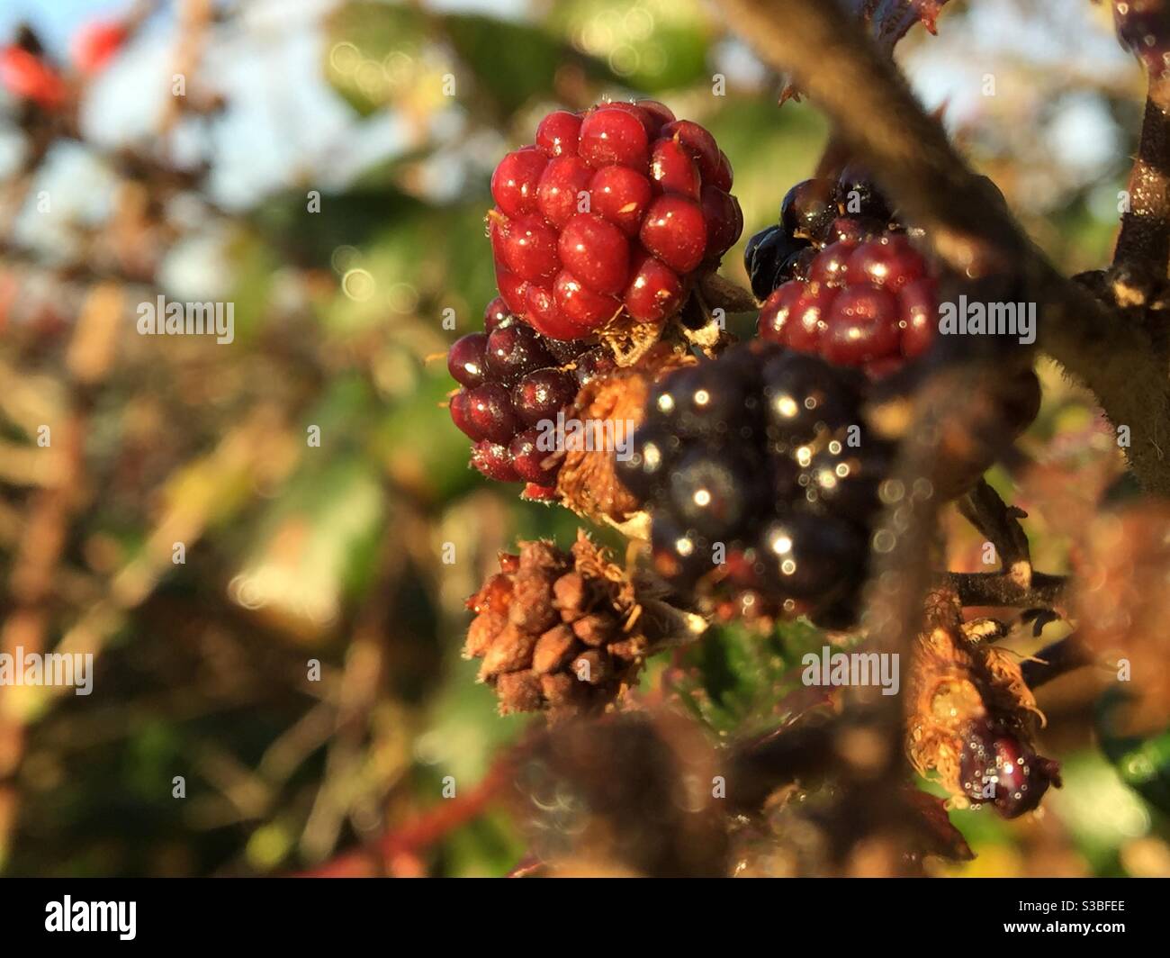 Morgendliche Herbstspaziergänge mit Himbeeren Stockfoto