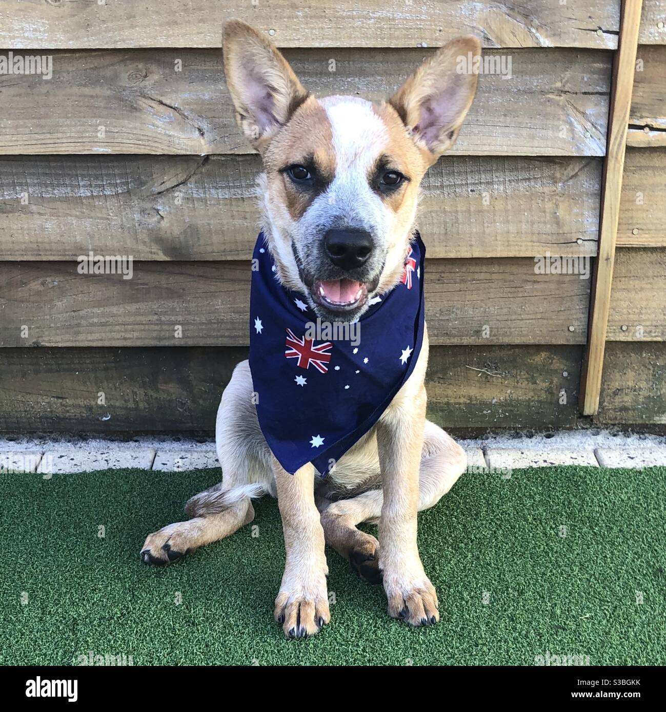 Glücklicher Welpe trägt eine australische Flagge Bandanna. Chili ist ein drei Monate alter australischer Rinderhund, auch bekannt als Red Heeler. Stockfoto