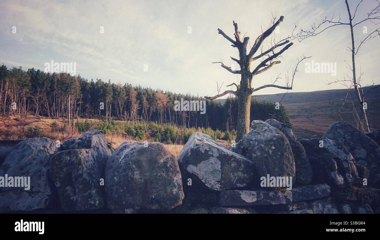 Ein Foto eines alten toten Baumes, hinter einer Trockensteinmauer mit einem Waldwald im Hintergrund. Story Waffen in den Brecon Beacons, Wales. Stockfoto