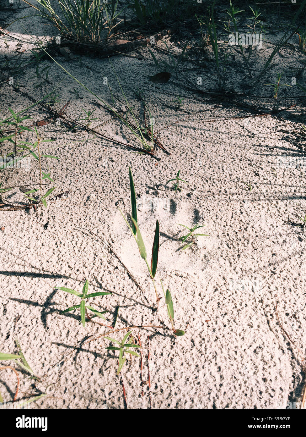 Ein Bärenpfote-Print im Sand auf Floridas Vergessene Küste Stockfoto