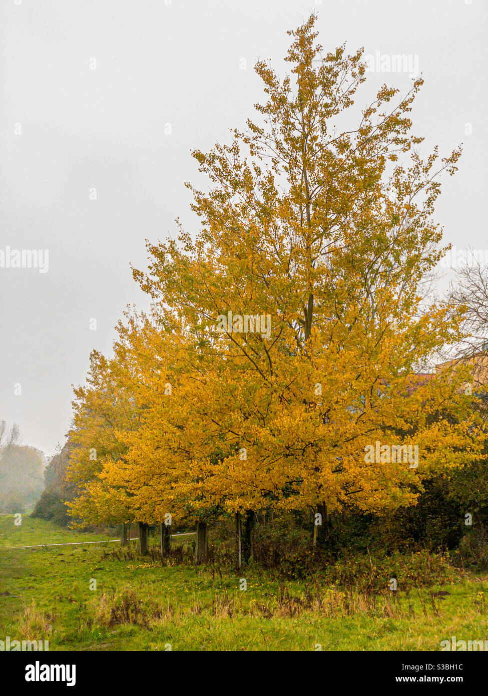 Goldgelbes Laub auf Bäumen im Herbst im Feld Stockfoto