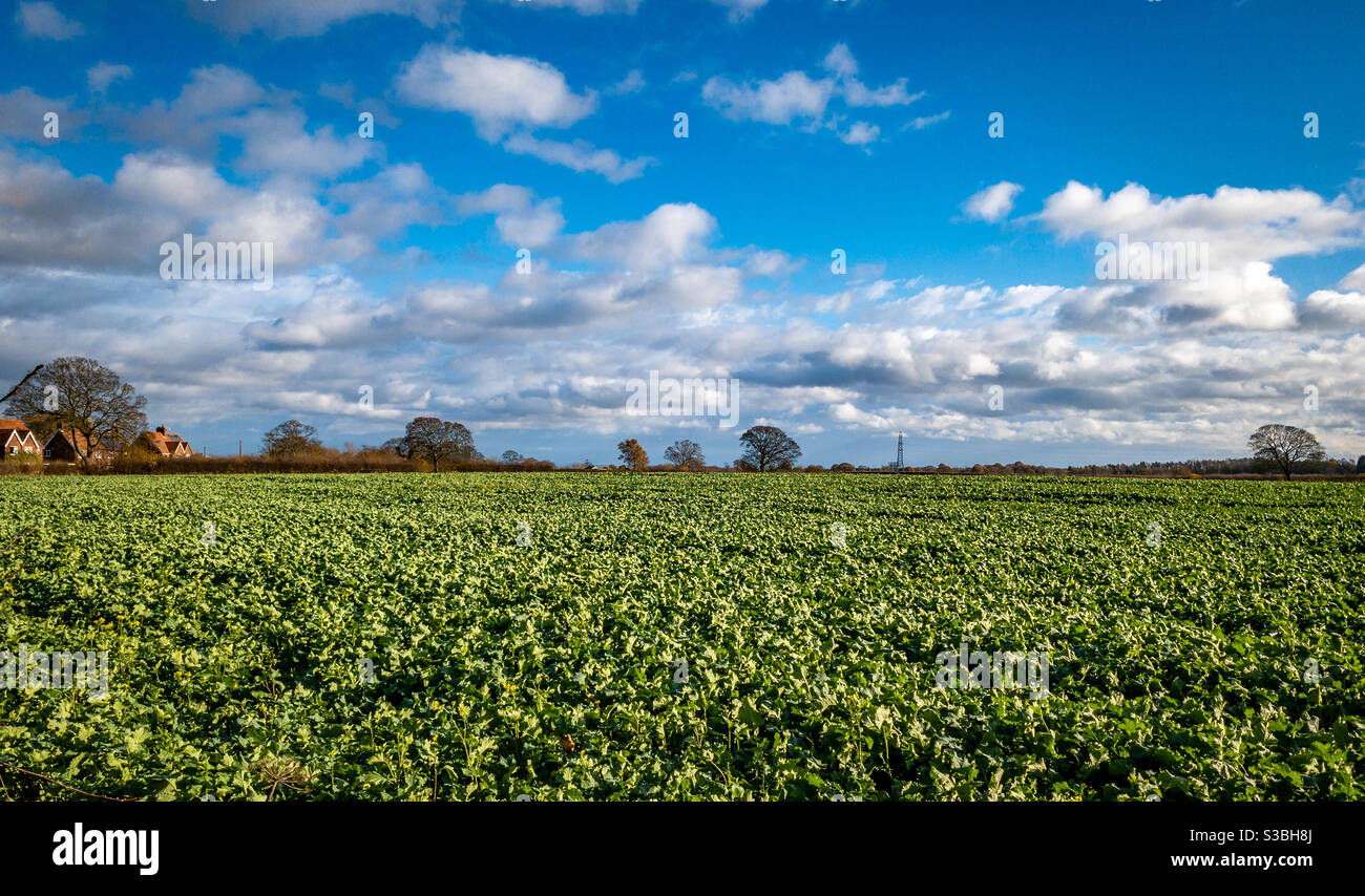 Winterernte wächst im Feld mit blauem Himmel Stockfoto
