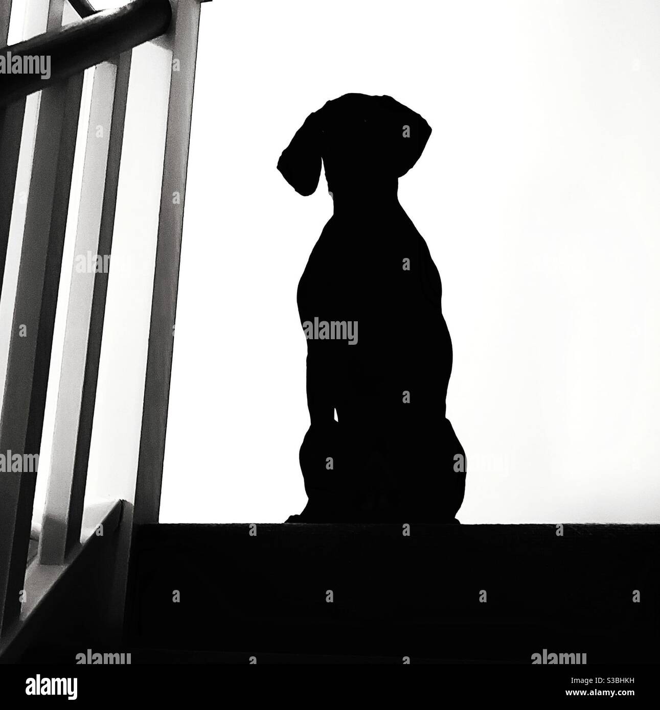 Silhouette Hund Stockfoto