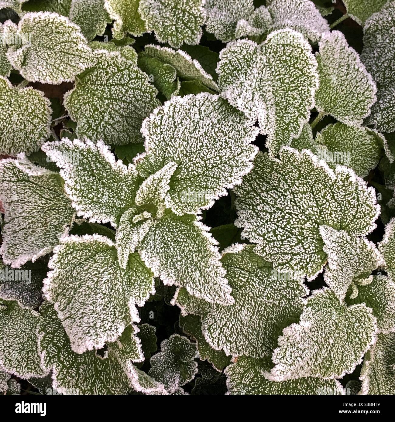 Frostige Blätter Stockfoto