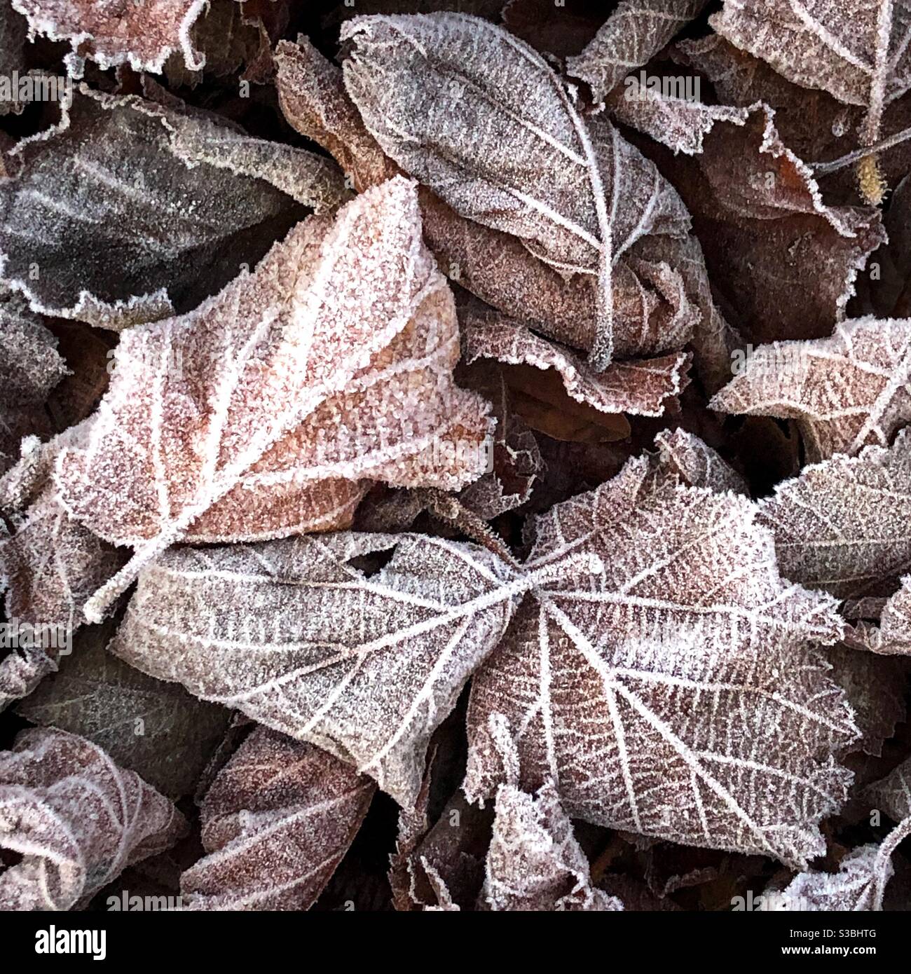 Frostige Blätter Stockfoto