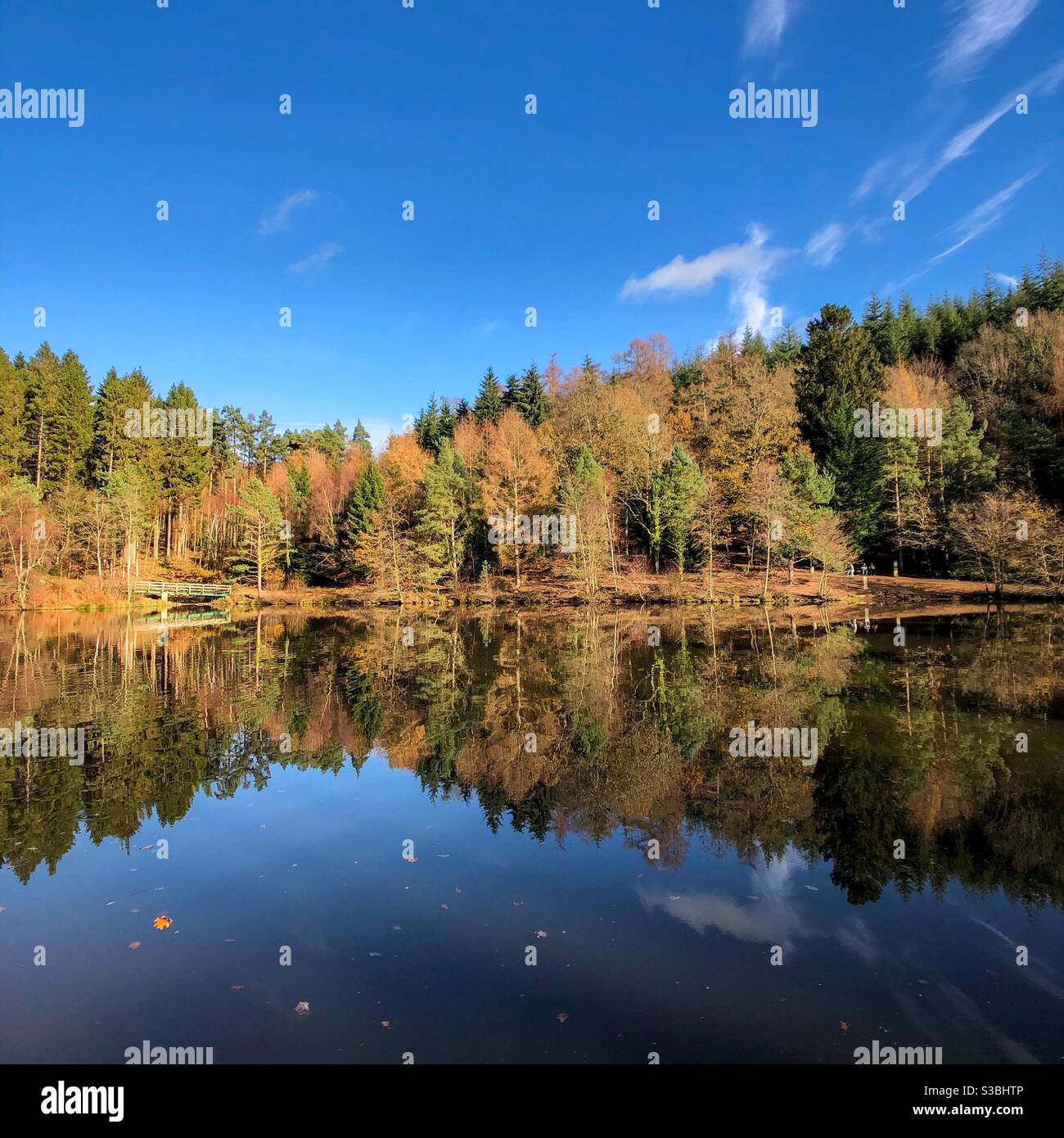 Spiegelung eines Waldes - Smartphone-aufgenommenes Stockfoto
